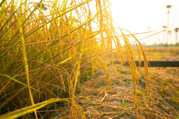 Gele Padie Rijstplantage Veld Ochtend Zon Opkomst Landbouw Industrie — Stockfoto