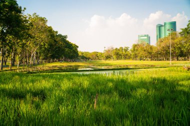 Ağaç parkı olan yeşil çayır günbatımı aydınlık doğa manzarası