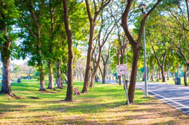 Ağaç parkı olan yeşil çayır günbatımı aydınlık doğa manzarası