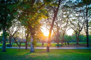 Ağaç parkı olan yeşil çayır günbatımı aydınlık doğa manzarası