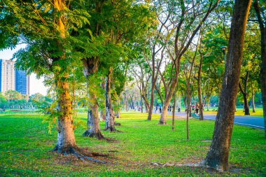 Ağaç parkı olan yeşil çayır günbatımı aydınlık doğa manzarası