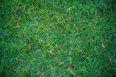 Yeşil taze çimen dokusu doğa arka planı