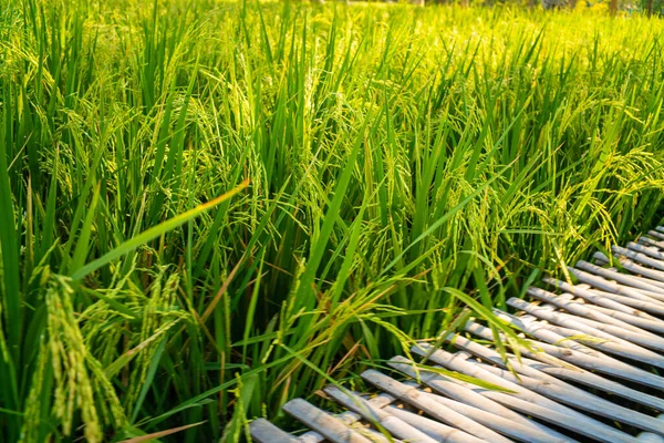 Зеленое Рисовое Поле Деревянной Дорожкой Нанесения Текста — стоковое фото