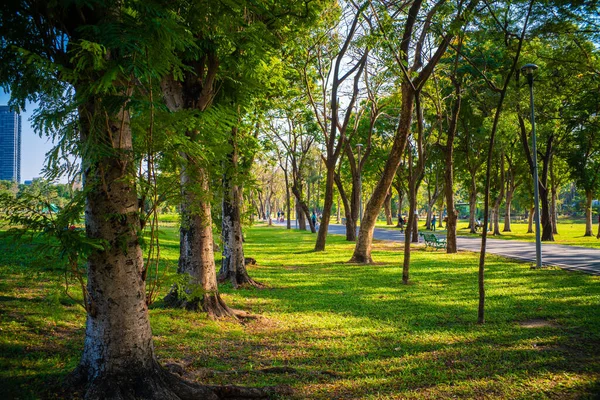 Prado Verde Com Árvore Parque Pôr Sol Luz Natureza Paisagem — Fotografia de Stock