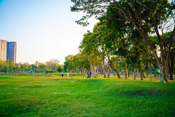 City green park with green meadow grass tree forest sunset light nature landscape