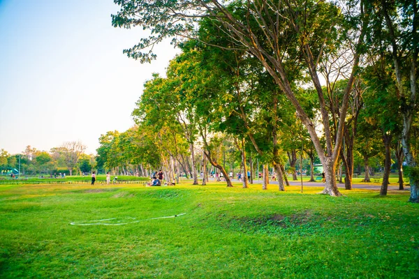 Prato Verde Con Albero Parco Tramonto Luce Natura Paesaggio — Foto Stock