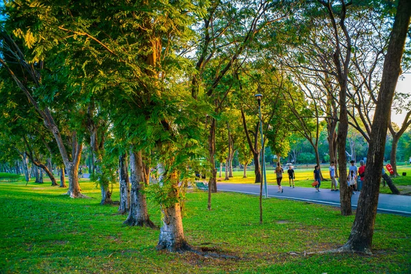 Stad Grön Park Med Grön Äng Gräs Träd Skog Solnedgång — Stockfoto