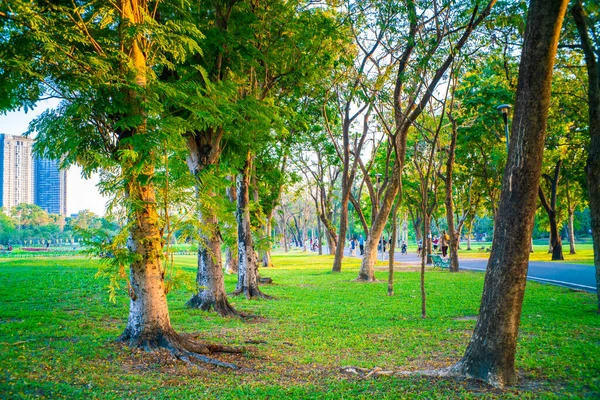 Prato Verde Con Albero Parco Tramonto Luce Natura Paesaggio — Foto Stock