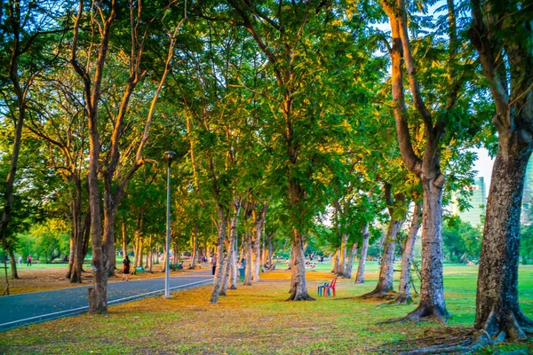 Pradera Verde Con Árbol Parque Puesta Del Sol Luz Naturaleza —  Fotos de Stock
