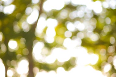 Abstract blurred tree park forest with bokeh sunset light nature background