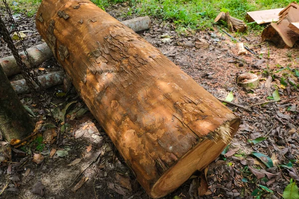 Neem Tree Azadirachta Excelsa Jack Jacob Lumber Wood Industry Wood — Fotografia de Stock