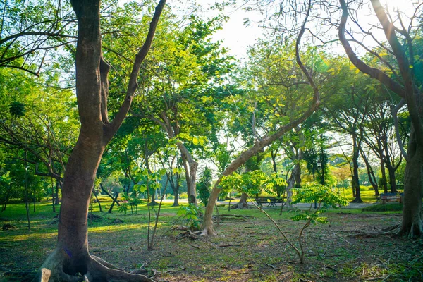 Grönt Träd Stad Park Solnedgång Ljus Natur Landskap Bakgrund — Stockfoto