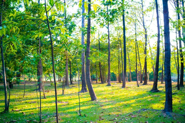 Зеленые Деревья Городской Парк Заката Света Природного Ландшафта — стоковое фото