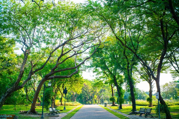 Green Tree City Park Sunset Light Nature Landscape Background — Stock Photo, Image