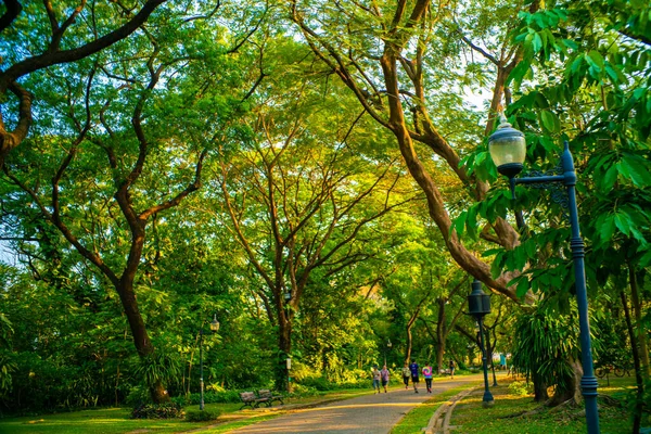 Zielony Drzewo Miasto Park Zachód Słońca Światło Natura Krajobraz Tło — Zdjęcie stockowe