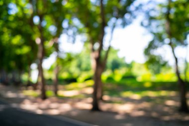 Bulanık şehir yeşil ağaç parkı güneşli sabah doğa arka planı