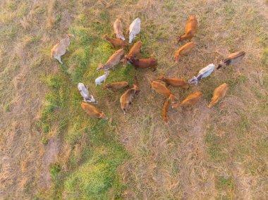 Bir grup sığır eti Asya ineği saman tarlasında günbatımı hafif hayvan endüstrisi
