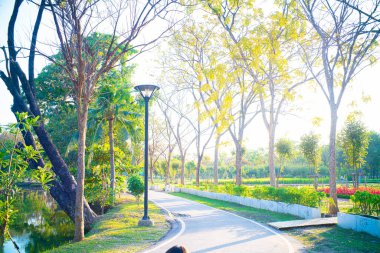 Doğa Ağacı Parkı Günbatımı Yeşil Çimen Yaprak Arkaplan