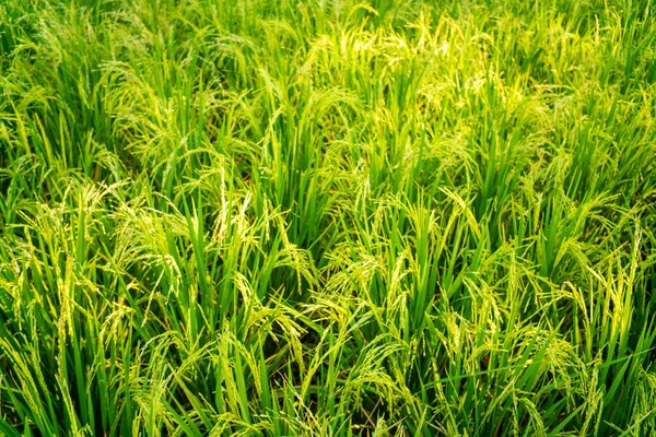Зелений Рисова Плантація Польовий Рисовий Фон — стокове фото