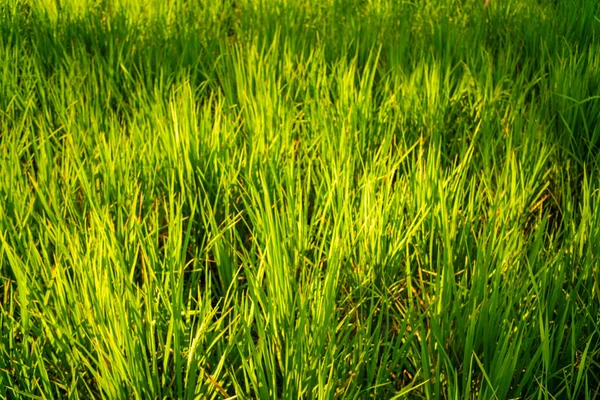 Grüne Reisplantage Feld Reis Hintergrund — Stockfoto