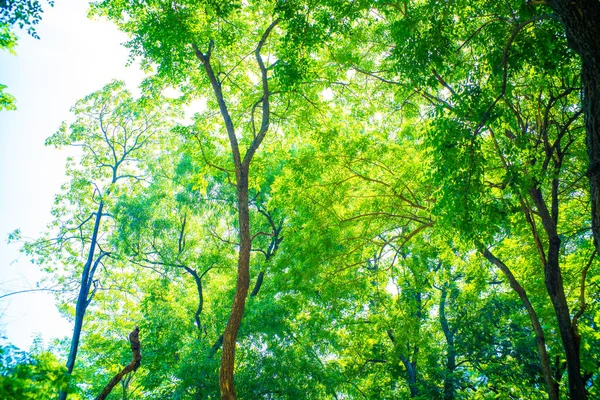 Abstrato Borrado Verde Árvore Folha Fundo Com Bokeh Natureza Fresca — Fotografia de Stock