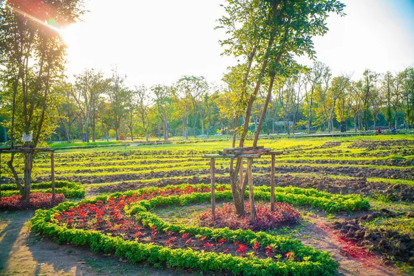 Természet Táj Park Naplemente Zöld Lombozat Háttér — Stock Fotó