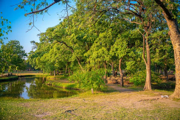 Příroda Krajina Strom Park Západ Slunce Zelená Tráva Listí Pozadí — Stock fotografie