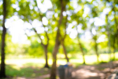 Soyut bulanık yeşil ağaç parkı güneşli gün arkaplanı