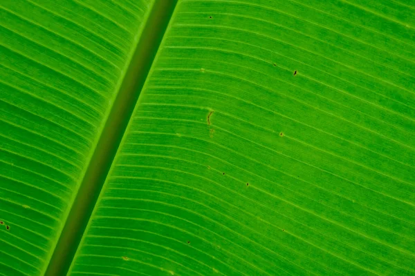 Tropical Green Banana Leaf Nature Texture Close —  Fotos de Stock