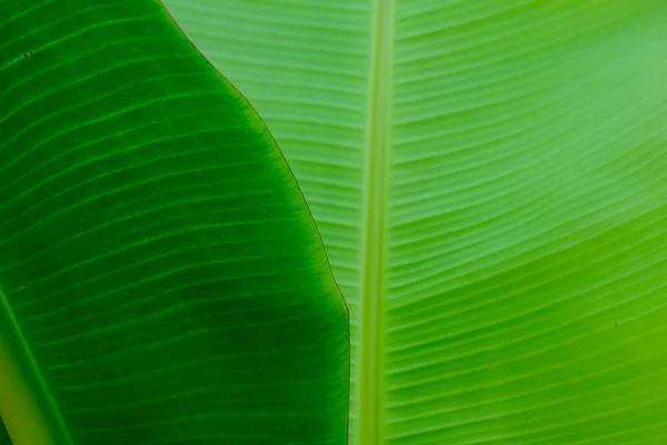 Tropical Green Banana Leaf Nature Texture Close — Stock Photo, Image