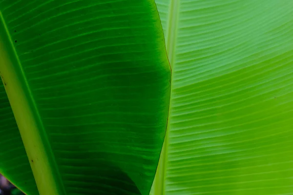 Tropical Green Banana Leaf Nature Texture Close —  Fotos de Stock