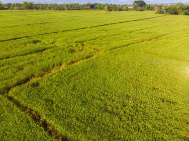 Paddy pirinç yeşili tarla sabah güneş doğumu hava görüşü tarım endüstrisi