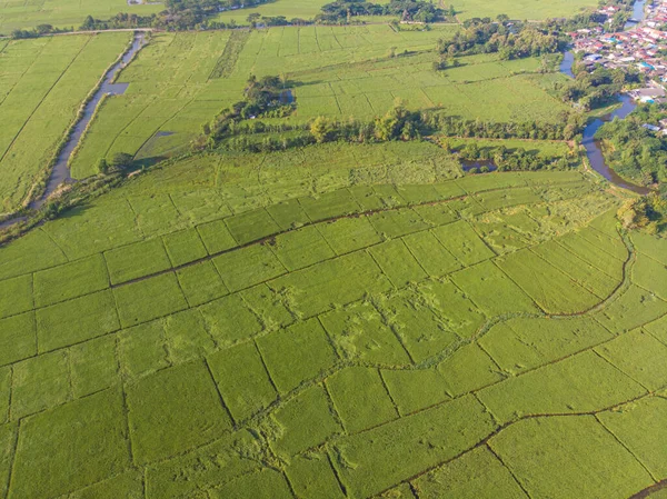 Arroz Arroz Verde Plantación Campo Mañana Amanecer Vista Aérea Industria —  Fotos de Stock