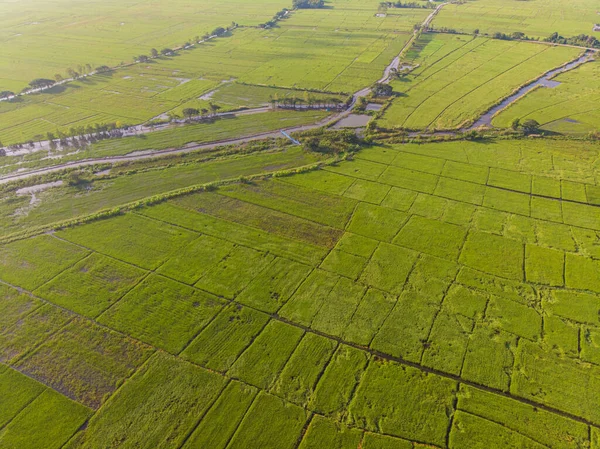 Arroz Arroz Verde Plantación Campo Mañana Amanecer Vista Aérea Industria —  Fotos de Stock