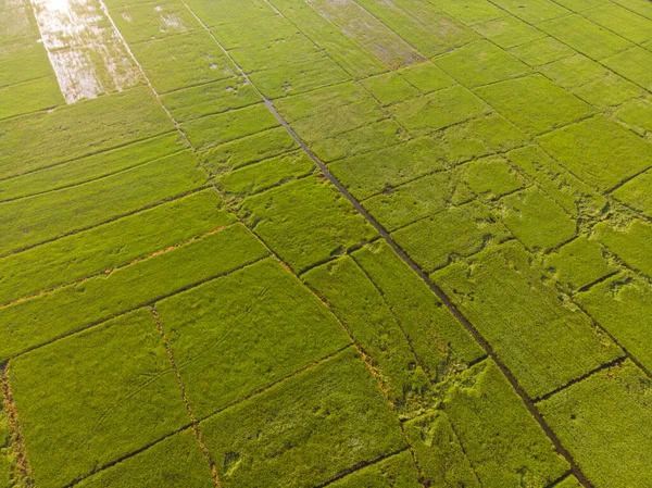 Arroz Arroz Verde Plantación Campo Mañana Amanecer Vista Aérea Industria —  Fotos de Stock