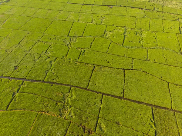 Riz Rizicole Plantation Verte Matin Lever Soleil Vue Aérienne Industrie — Photo