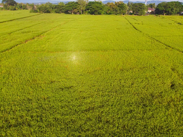 Arroz Arroz Verde Plantación Campo Mañana Amanecer Vista Aérea Industria —  Fotos de Stock