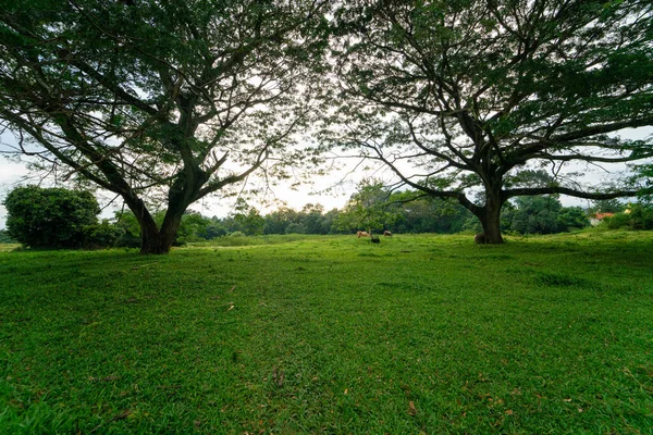 Pradera Hierba Verde Con Bosque Árboles Pantano Paisaje Naturaleza — Foto de Stock