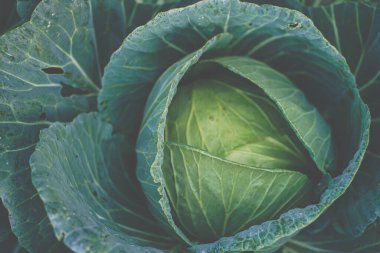 Çiftlik sebzelerinde yetişen taze yeşil lahana.