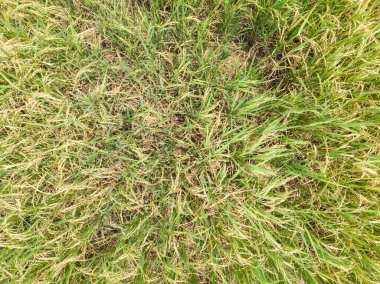 Hava manzaralı sarı çeltik tarlası pirinç tarlası tarım endüstrisi