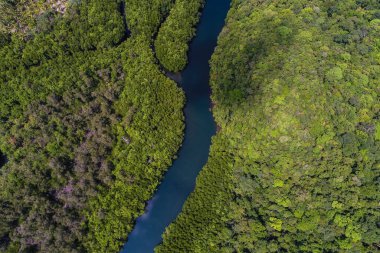 Tropikal yeşil mangrov ormanı, nehir kıyısı ekoloji sistemi hava manzaralı.