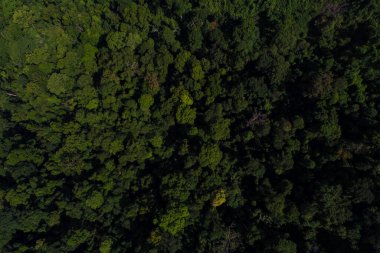 Hava manzaralı tropikal yeşil dağ ormanı doğa manzarası
