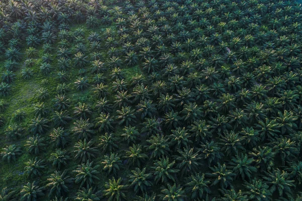 Vue Aérienne Champ Plantation Huile Palme Tropicale Verte Industrie Agricole — Photo