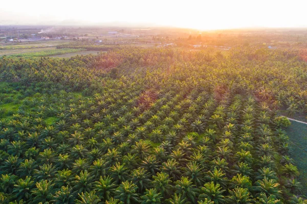 空中ビューパーム油プランテーションツリーの背景農業産業 — ストック写真