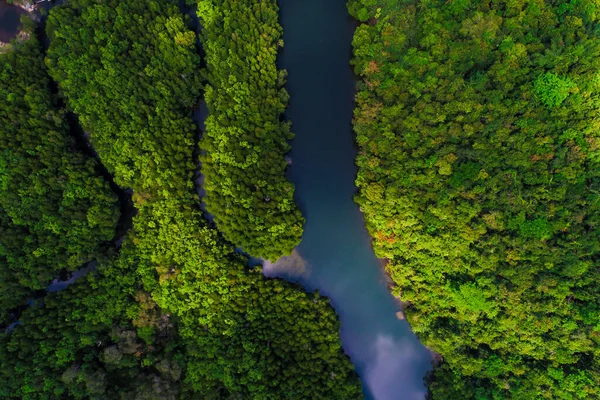 Tropikal yeşil mangrov ormanı, nehir kıyısı ekoloji sistemi hava manzaralı.
