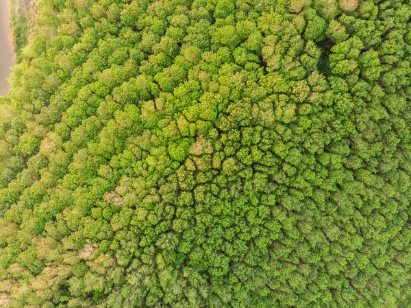 Zöld Trópusi Zöld Esőerdő Légi Kilátás Természet Háttér — Stock Fotó