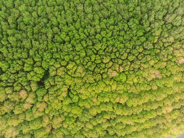 绿色热带绿树雨林空中景观自然背景 — 图库照片