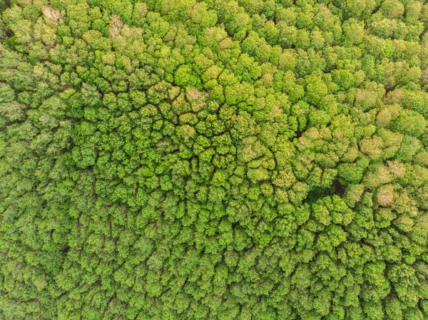Grön Tropisk Grönt Träd Regn Skog Antenn Utsikt Natur Bakgrund — Stockfoto