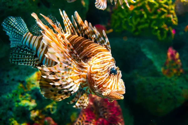 珊瑚礁红狮鱼中的有毒狮子鱼 — 图库照片