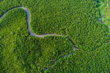 Hava görüntüsü yeşil mangrov ağacı orman deniz körfezi eko çevre sistemi doğa arka planı